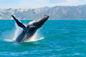 http://www.dreamstime.com/royalty-free-stock-image-humpback-whale-jumping-out-water-image26586806